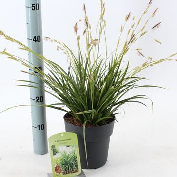 Carex morrowii 'Variegata'