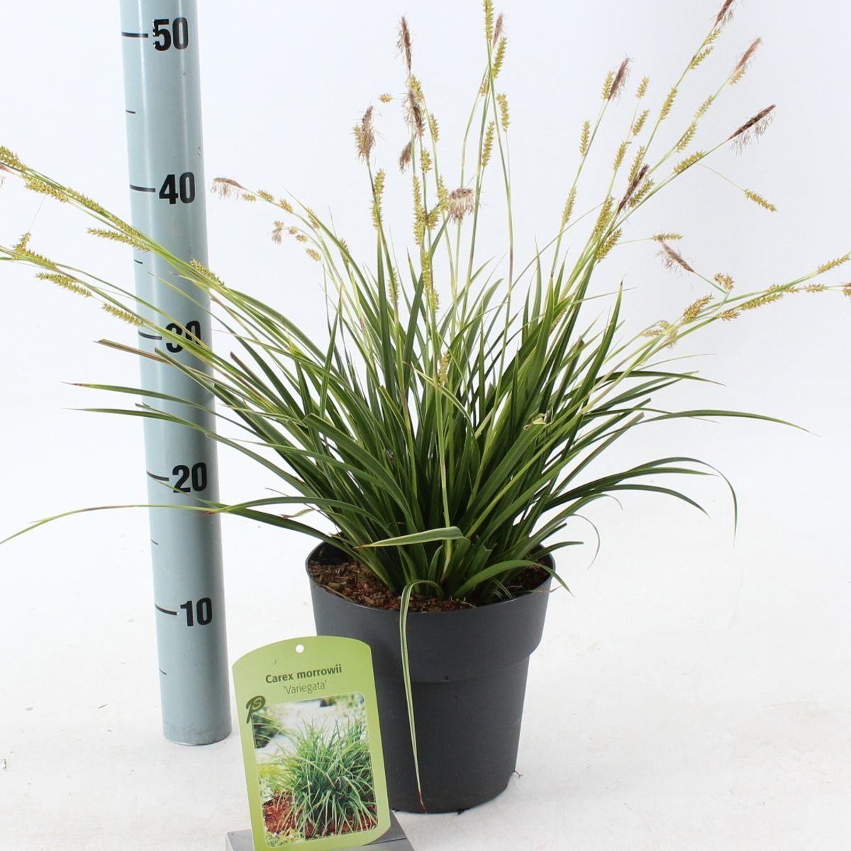 Carex morrowii 'Variegata' — Plant Wholesale FlorAccess