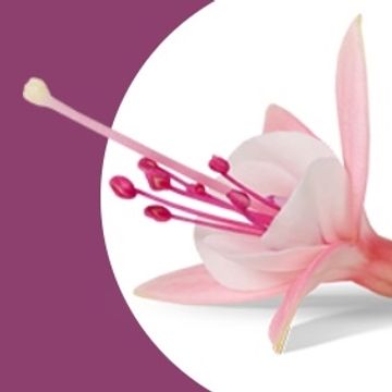 Fuchsia BELLA FUCHSIA SOPHIA