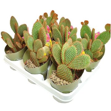 Opuntia microdasys rufida