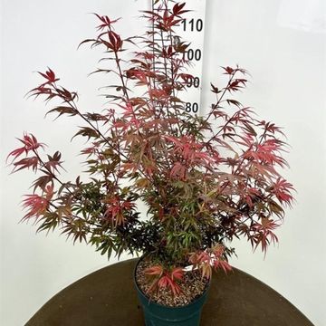 Acer palmatum 'Shaina'