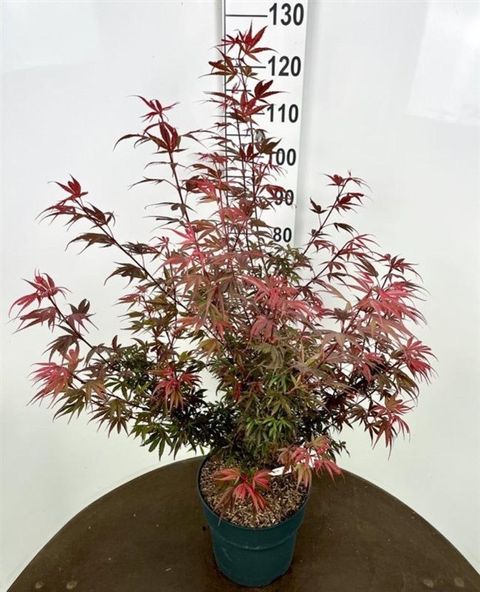 Acer palmatum 'Shaina'