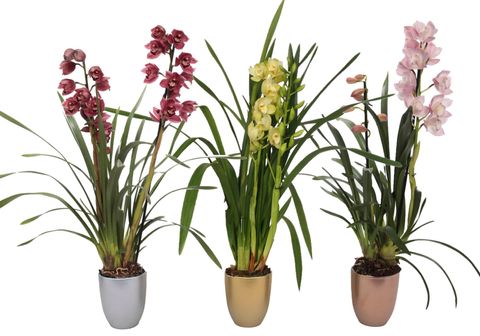 Cymbidium MIX