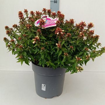 Nandina domestica OBSESSED