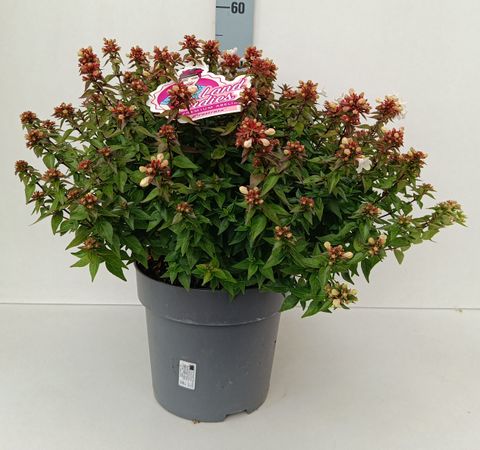 Nandina domestica OBSESSED