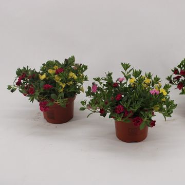 Calibrachoa MIX IN POT