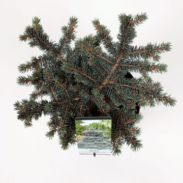 Picea pungens 'Waldbrunn'