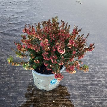 Erica carnea WINTERLADIES SARAH