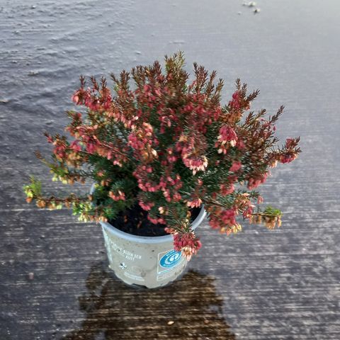 Erica carnea WINTERLADIES SARAH