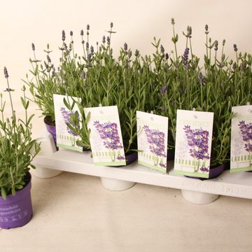 Lavandula angustifolia 'Hidcote'