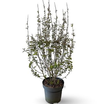 Parrotia persica PERSIAN SPIRE