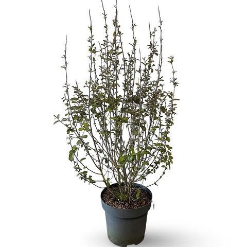 Parrotia persica PERSIAN SPIRE