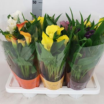 Zantedeschia MIX