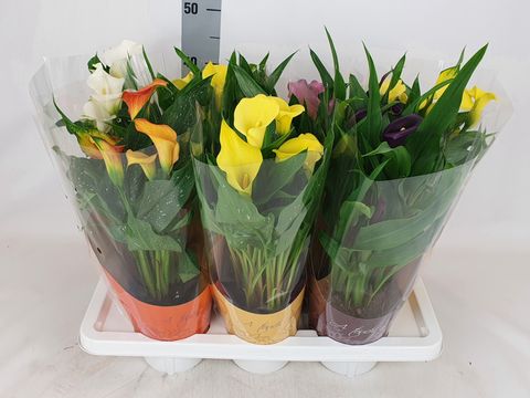 Zantedeschia MIX