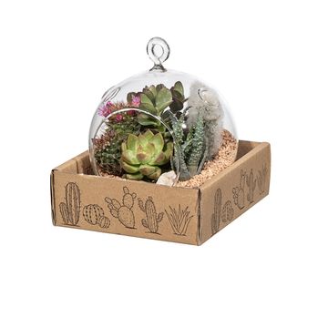 Arrangement Cactus / Succulent