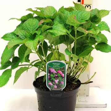 Hydrangea macrophylla 'Bouquet Rose'