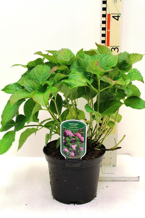 Hydrangea macrophylla 'Bouquet Rose'