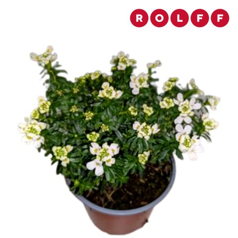 Iberis sempervirens 'Nevina'