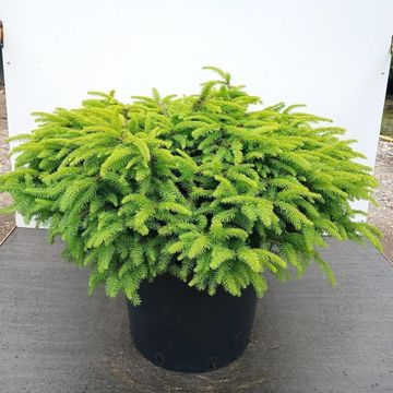 Picea abies 'Nidiformis'