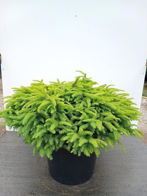 Picea abies 'Nidiformis'