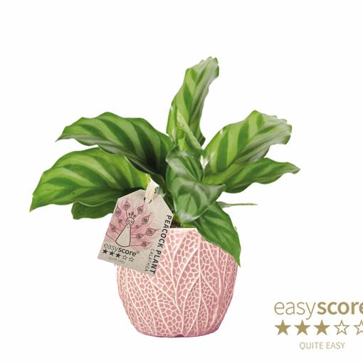 Calathea concinna 'Freddy'