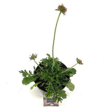 Scabiosa columbaria 'Пинк Мист'