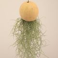 Tillandsia usneoides