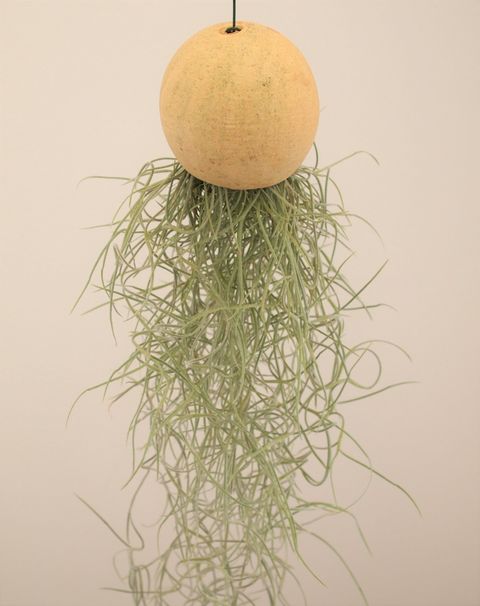 Tillandsia usneoides