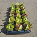 Sempervivum TOETIE FROETIES MOJITO MIX