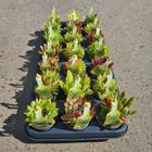 Sempervivum TOETIE FROETIES MOJITO MIX