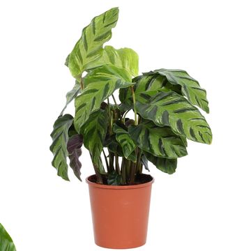 Calathea 'Misto'