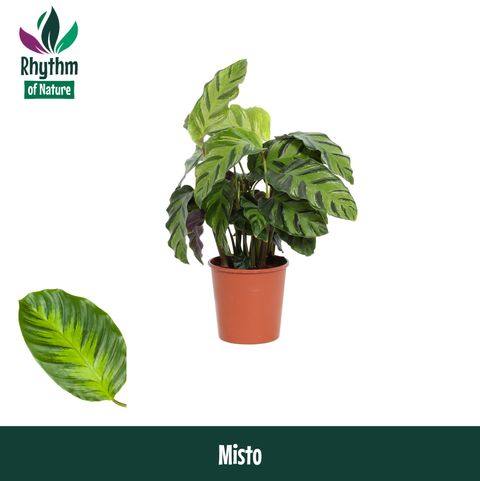 Calathea 'Misto'