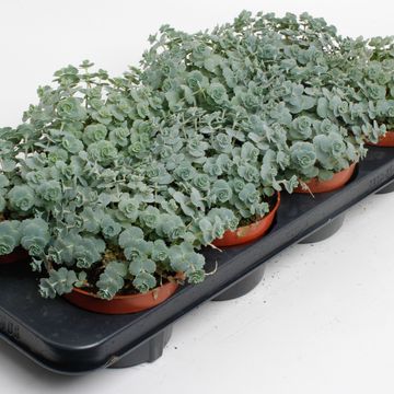 Sedum sieboldii
