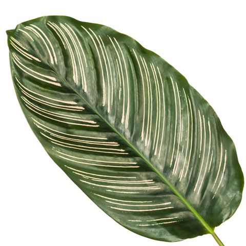 Calathea ornata