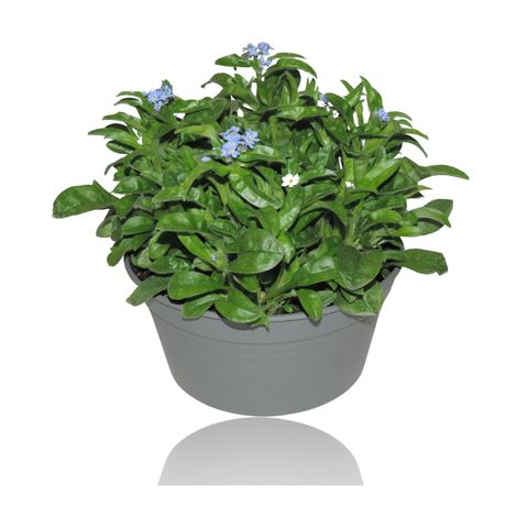 Myosotis sylvatica 'Mon Amie Blue'