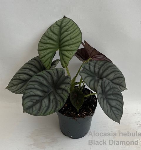 Alocasia nebula 'Black Diamond'