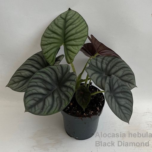 Alocasia nebula 'Black Diamond'