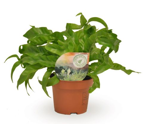 Asplenium antiquum 'Hurricane'