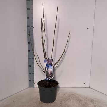 Magnolia x soulangeana