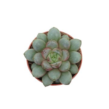 x Graptoveria