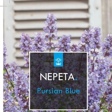 Nepeta 'Purrsian Blue'