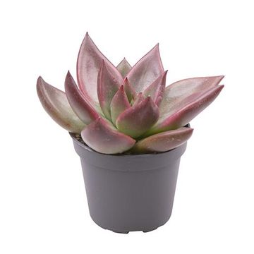Echeveria 'Mars'
