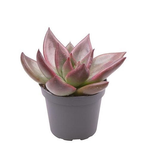 Echeveria 'Mars'