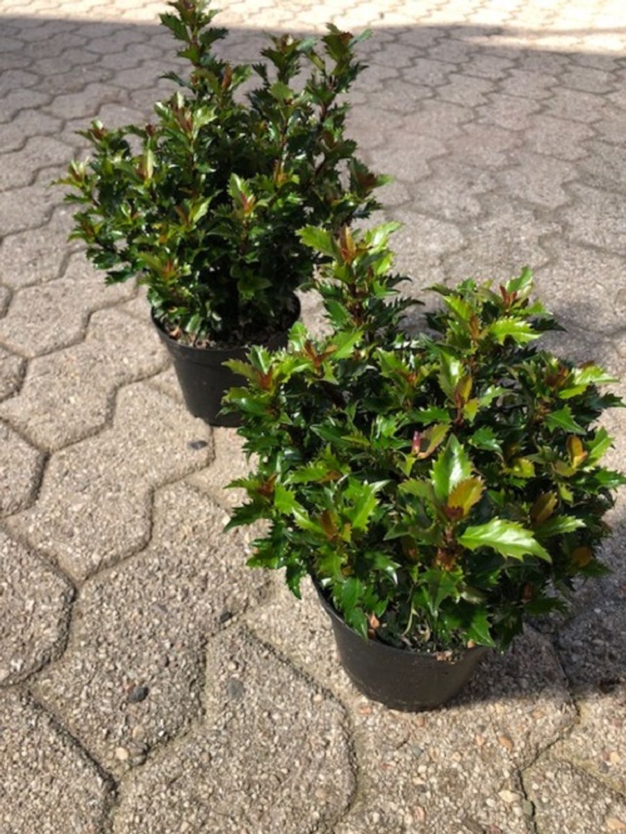 Ilex X Meserveae LITTLE RASCAL — Plant Wholesale FlorAccess