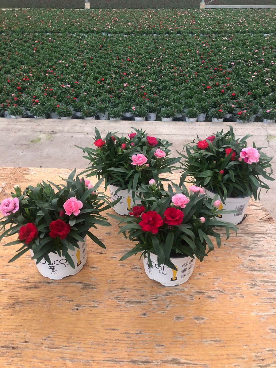 Dianthus OSCAR MIX IN POT — Рослини оптом FlorAccess