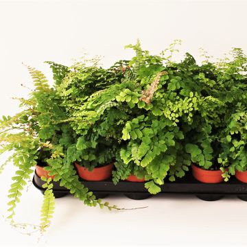 Adiantum MIX