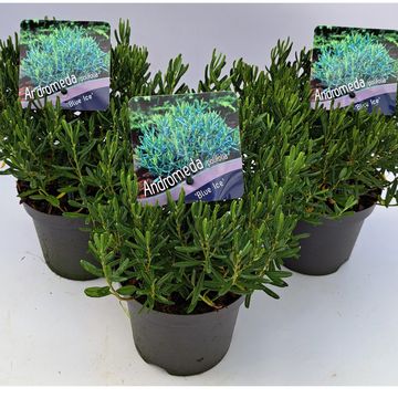 Andromeda polifolia 'Blue Ice'
