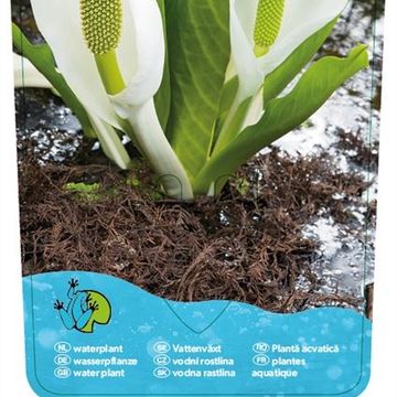 Lysichiton camtschatcensis