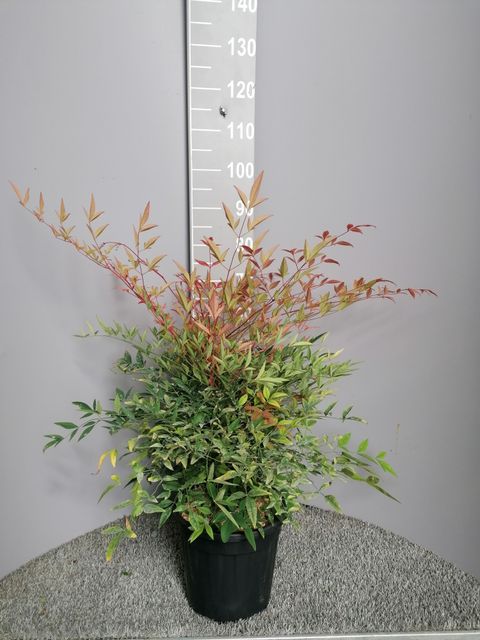 Nandina domestica