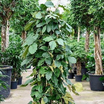 Tetrastigma voinierianum